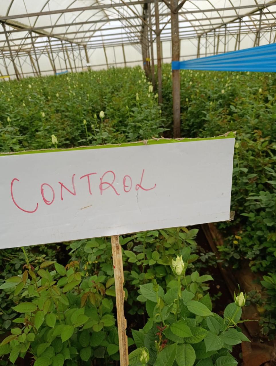 Flower trial control plots