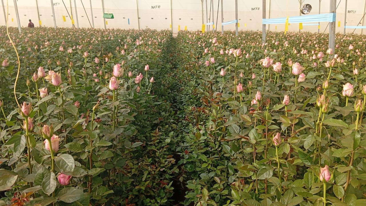 Flower crop in the field