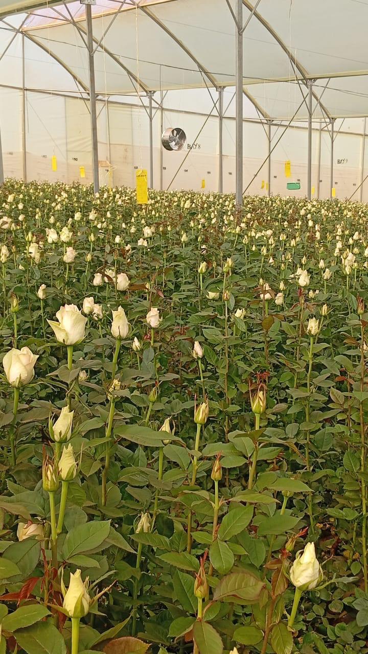 Flower production beds