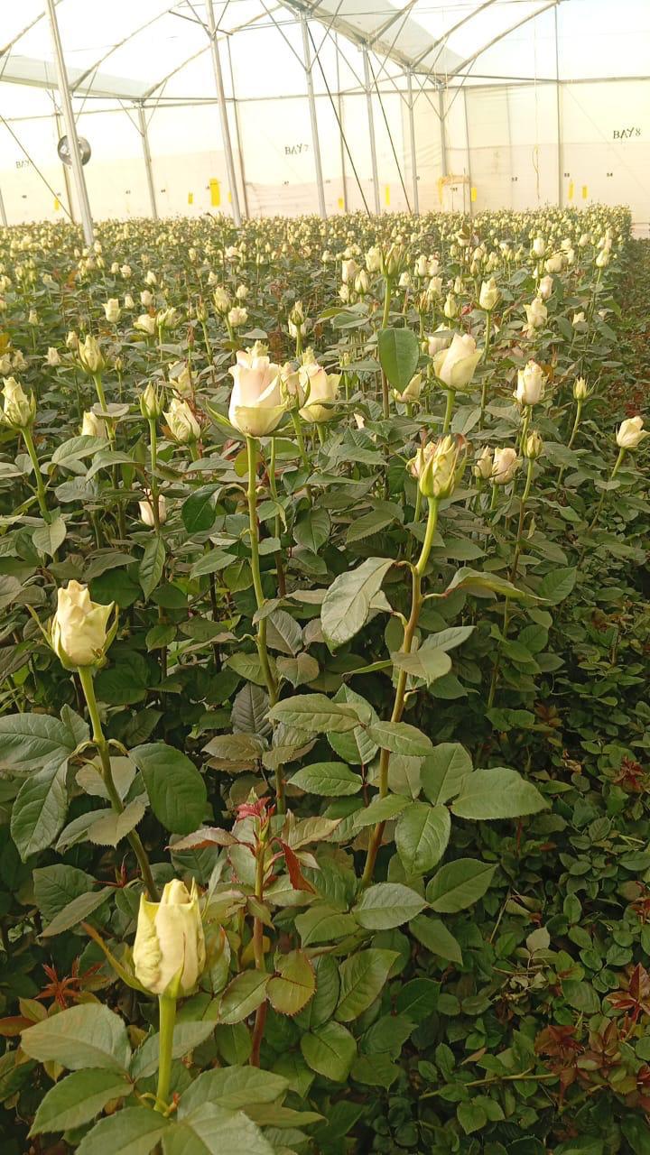 Flower crop rows