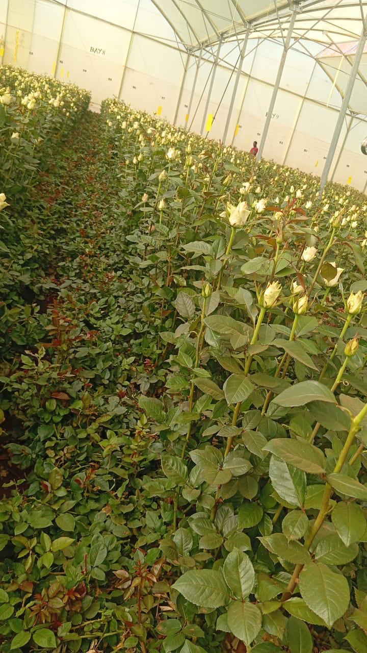 Flower plantation