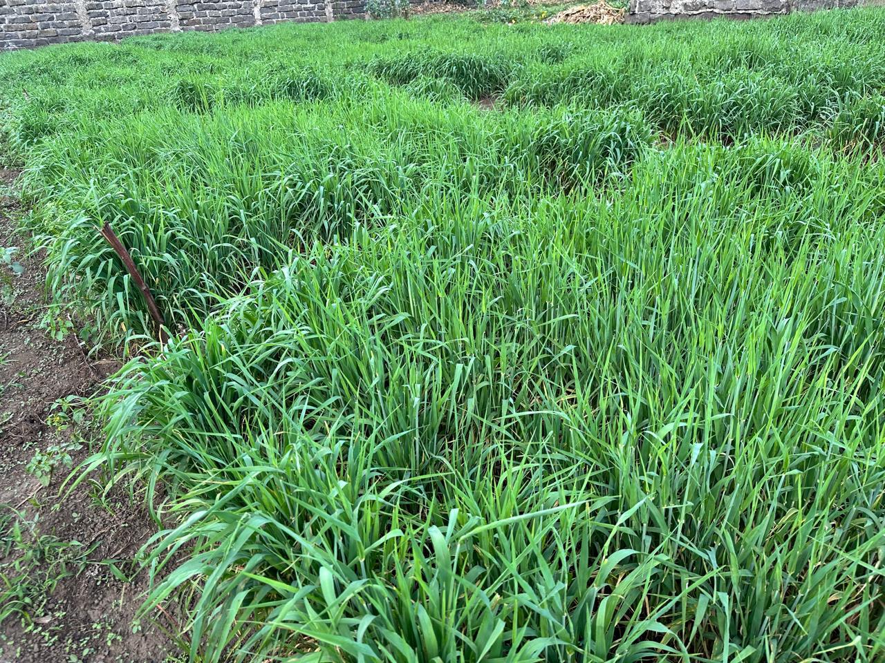 Green wheat plantation