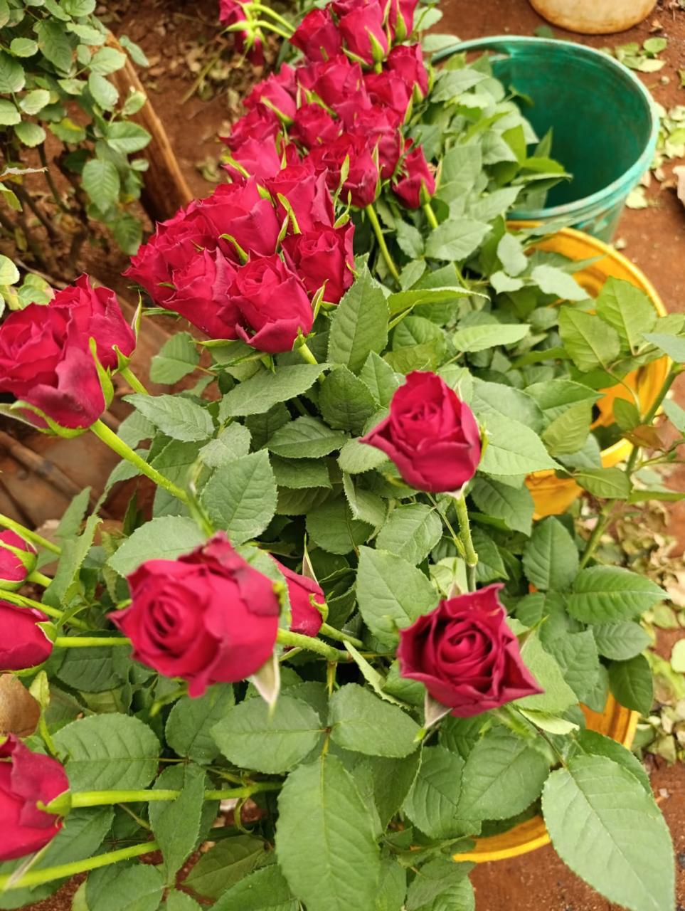 Harvested roses ready for packing