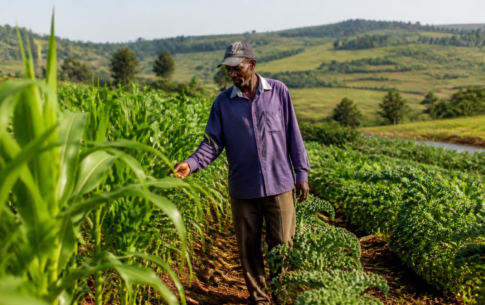 Farmer inspecting healthy maize and kale crops on a farm in Kenya
