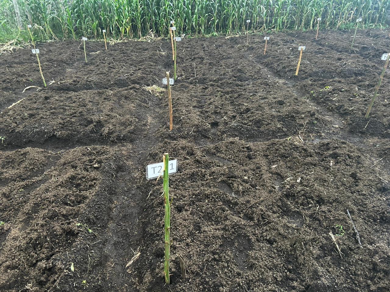 Prepared land beds for planting