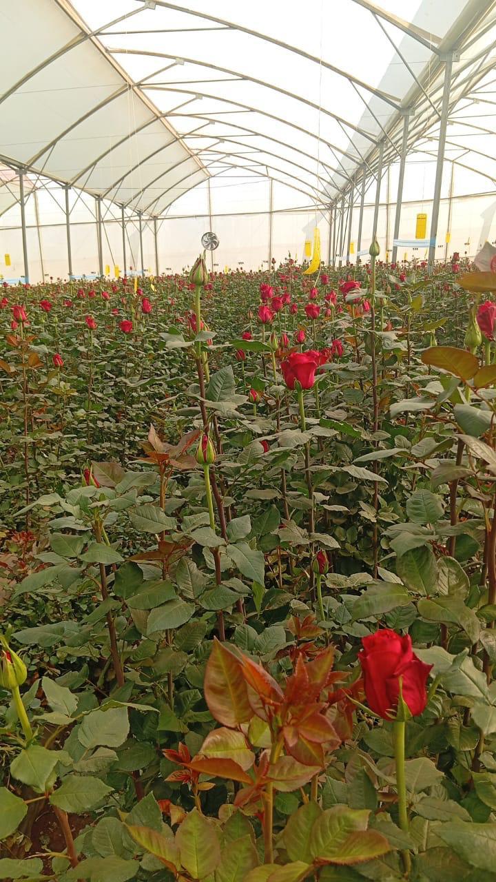 Flower farm landscape