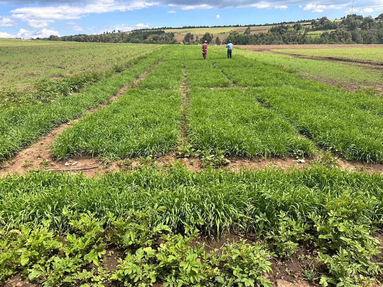 Legume crop canopy