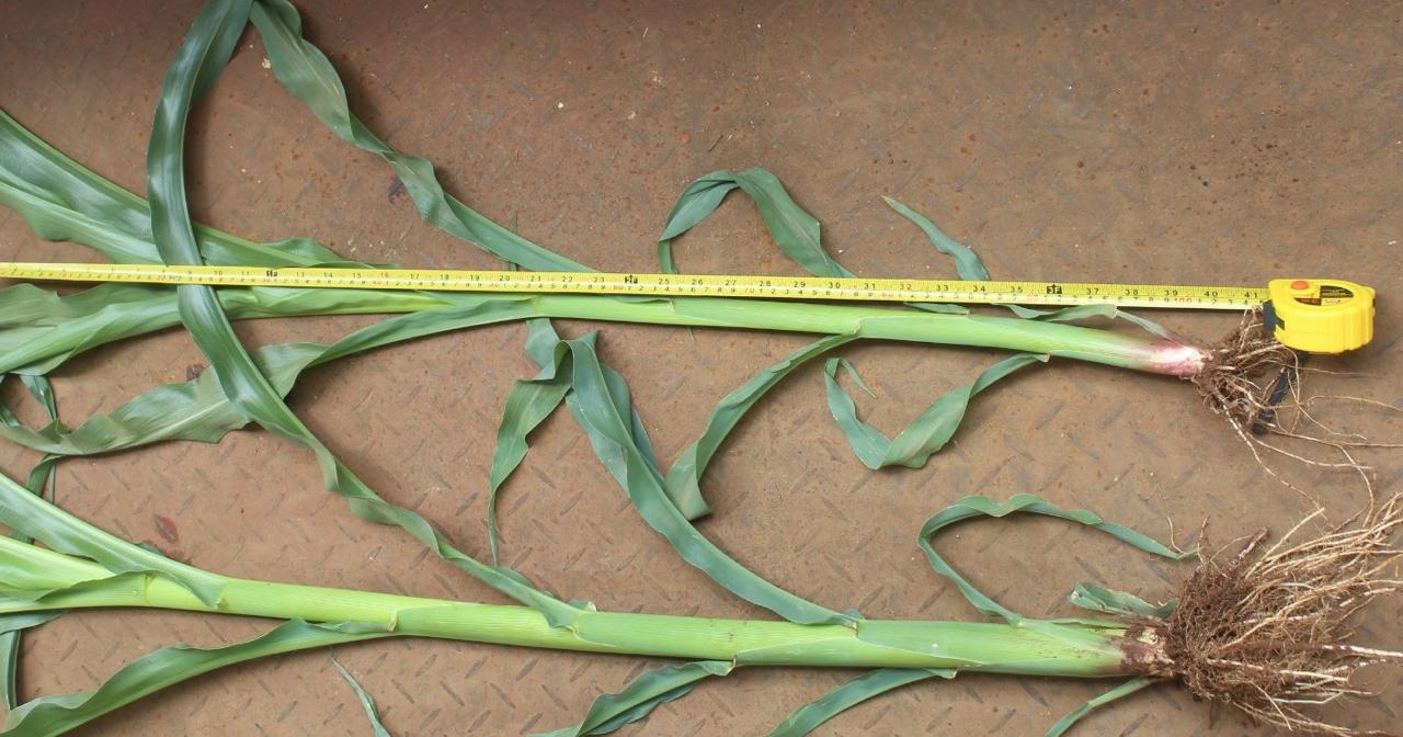 Maize plant measurement during a field trial