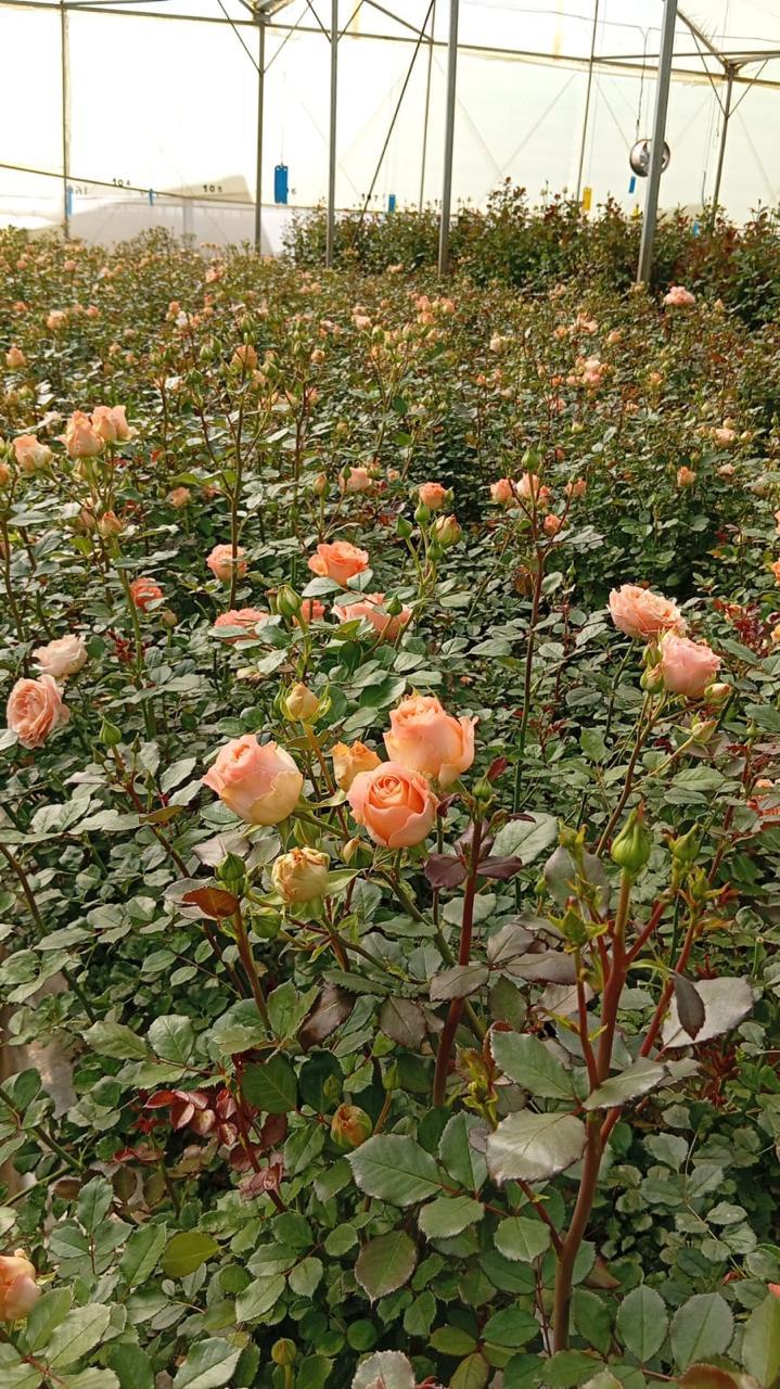 Orange flowers in production