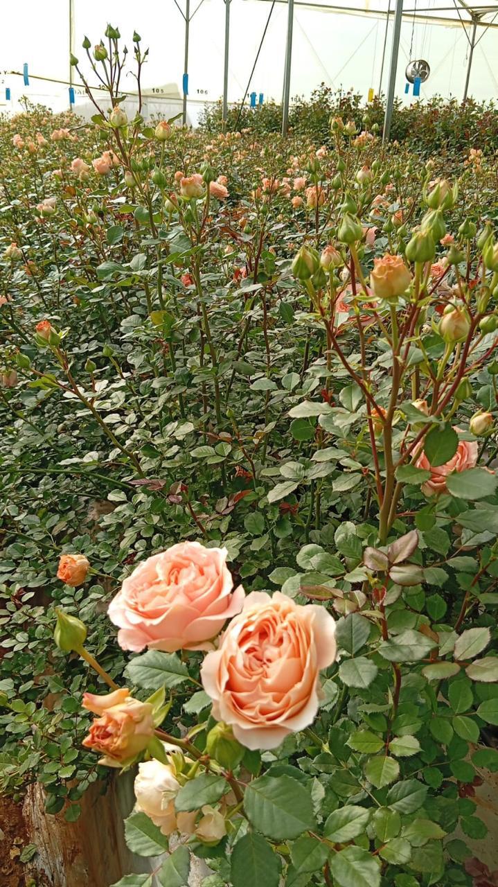 Orange flower crop