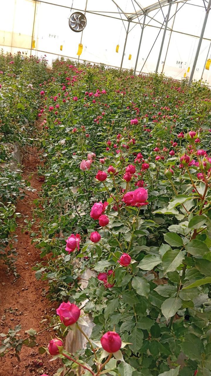 Pink flower plantation
