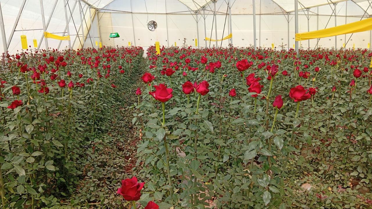 Red flowers in commercial beds