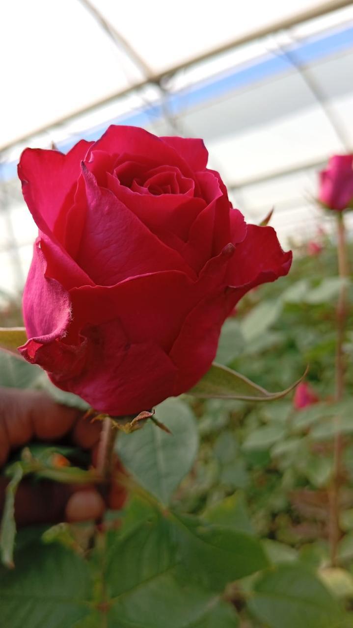 Rose bloom