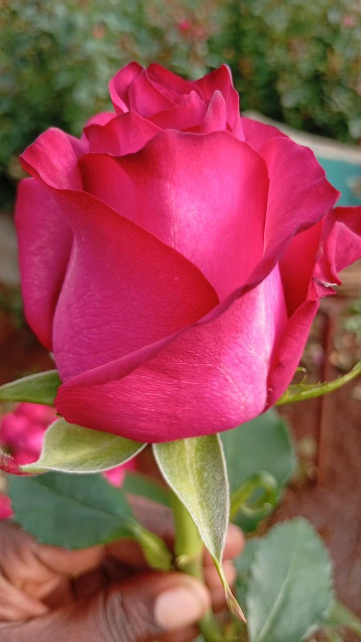 Rose crop detail