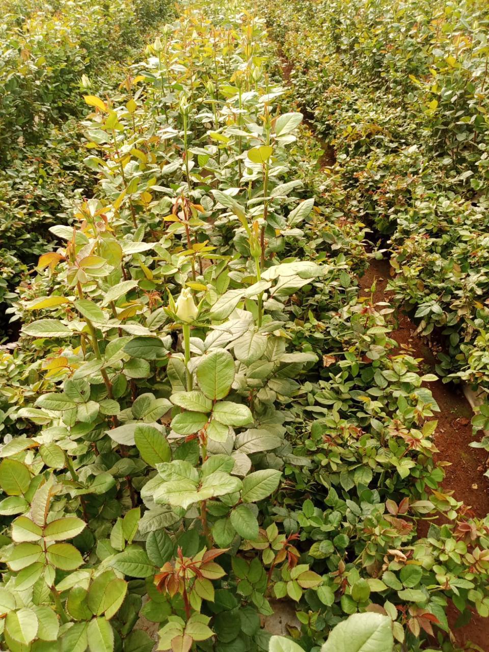 Young flower plants
