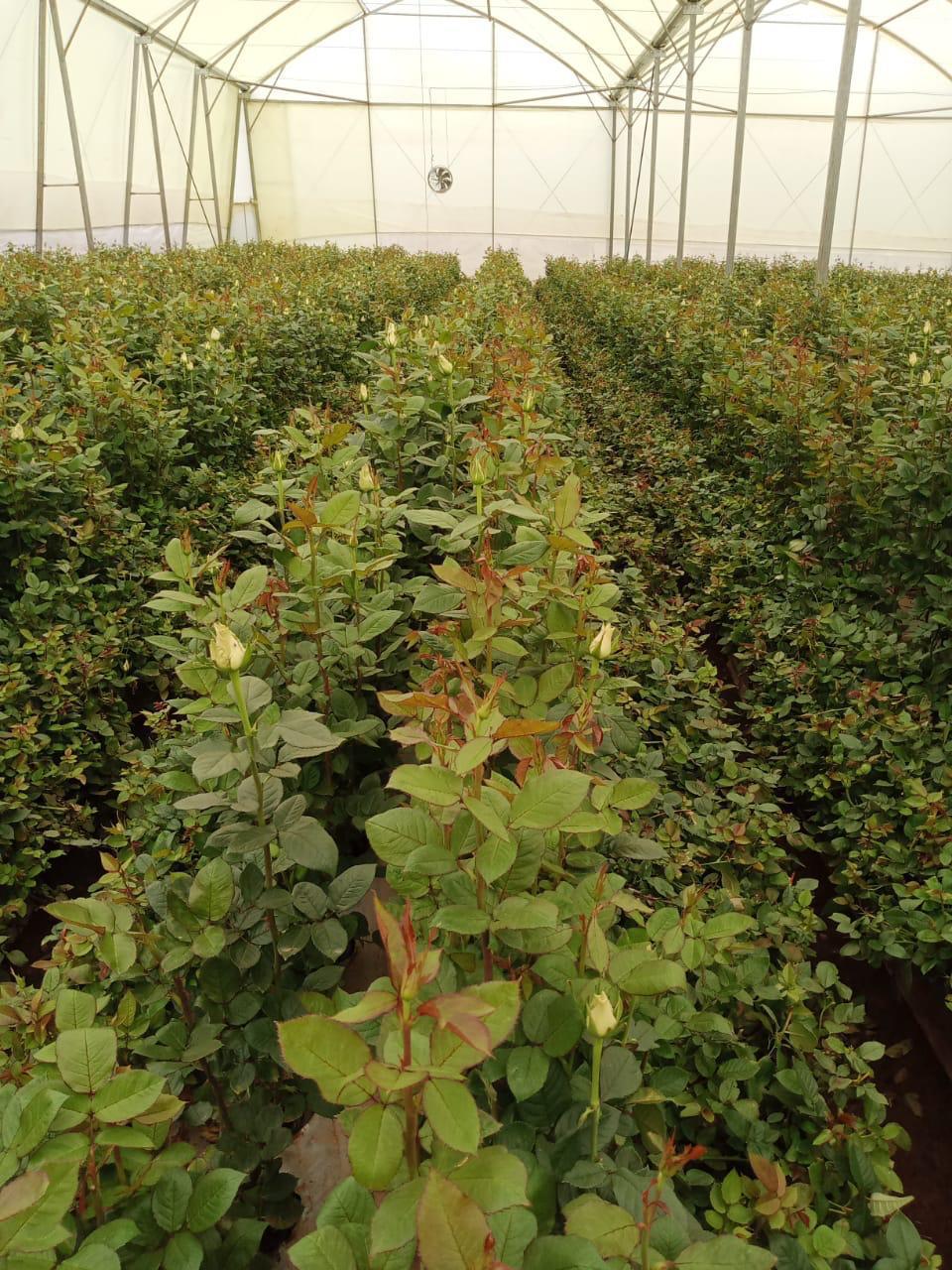 Young flowers establishing