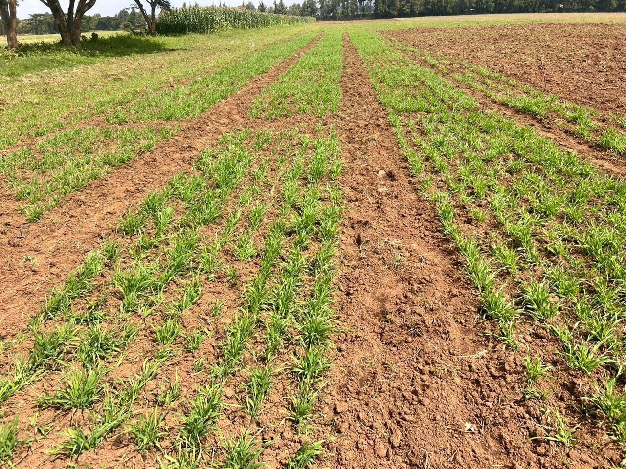Young wheat plants
